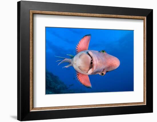 Mexican hogfish swimming on its side, Mexico-Alex Mustard-Framed Photographic Print