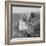 Mexican migrant woman harvesting tomatoes in California, 1938-Dorothea Lange-Framed Photographic Print