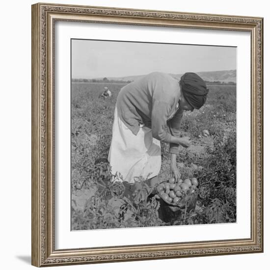 Mexican migrant woman harvesting tomatoes in California, 1938-Dorothea Lange-Framed Photographic Print