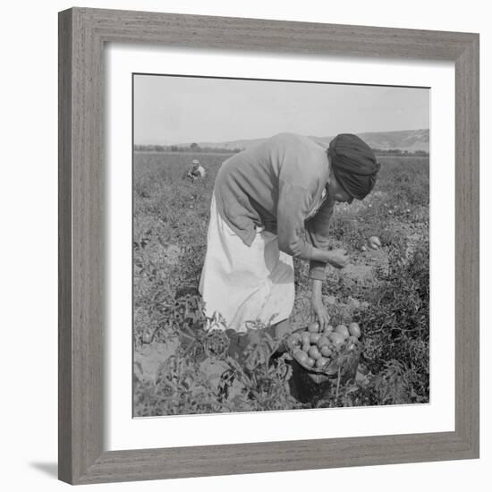 Mexican migrant woman harvesting tomatoes in California, 1938-Dorothea Lange-Framed Photographic Print