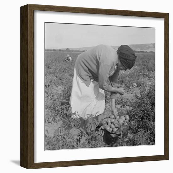 Mexican migrant woman harvesting tomatoes in California, 1938-Dorothea Lange-Framed Photographic Print