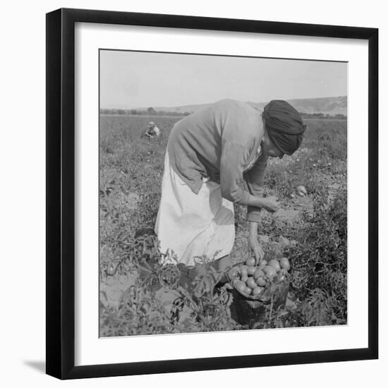 Mexican migrant woman harvesting tomatoes in California, 1938-Dorothea Lange-Framed Photographic Print