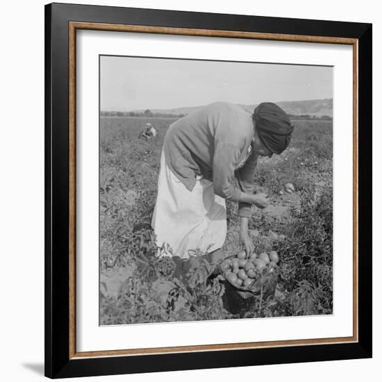 Mexican migrant woman harvesting tomatoes in California, 1938-Dorothea Lange-Framed Photographic Print