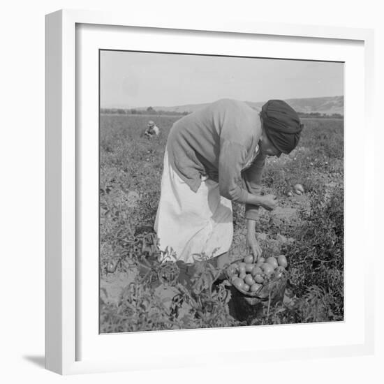 Mexican migrant woman harvesting tomatoes in California, 1938-Dorothea Lange-Framed Photographic Print