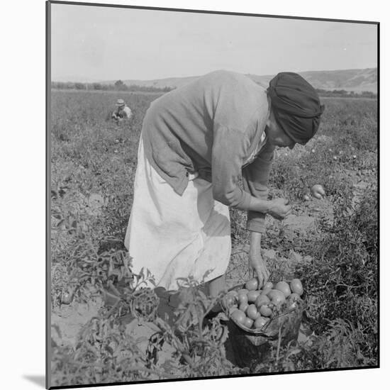 Mexican migrant woman harvesting tomatoes in California, 1938-Dorothea Lange-Mounted Photographic Print