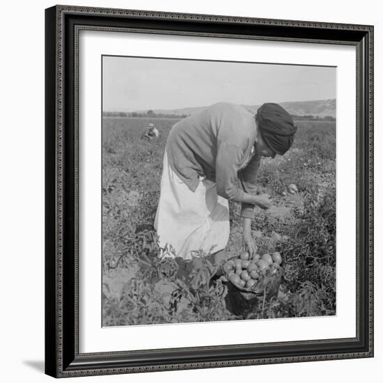 Mexican migrant woman harvesting tomatoes in California, 1938-Dorothea Lange-Framed Photographic Print