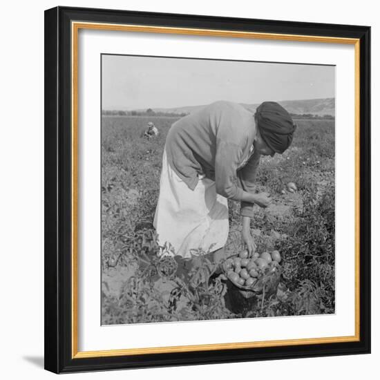 Mexican migrant woman harvesting tomatoes in California, 1938-Dorothea Lange-Framed Photographic Print