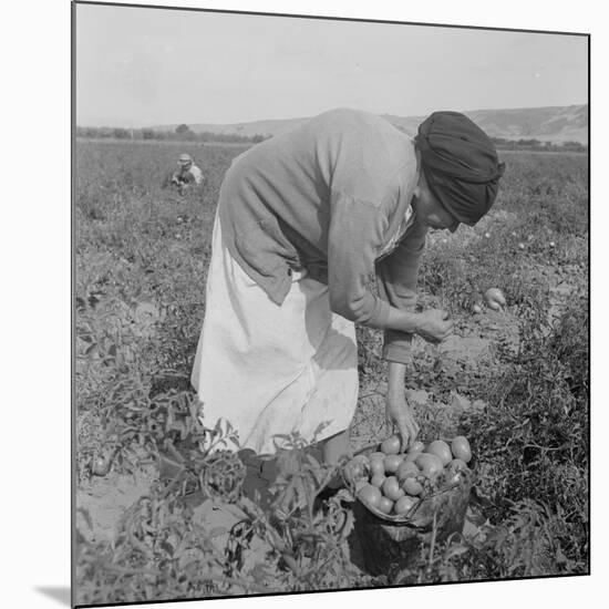 Mexican migrant woman harvesting tomatoes in California, 1938-Dorothea Lange-Mounted Premium Photographic Print