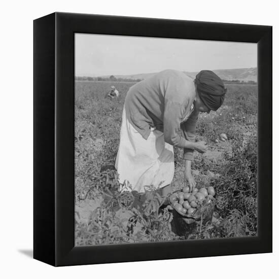 Mexican migrant woman harvesting tomatoes in California, 1938-Dorothea Lange-Framed Premier Image Canvas