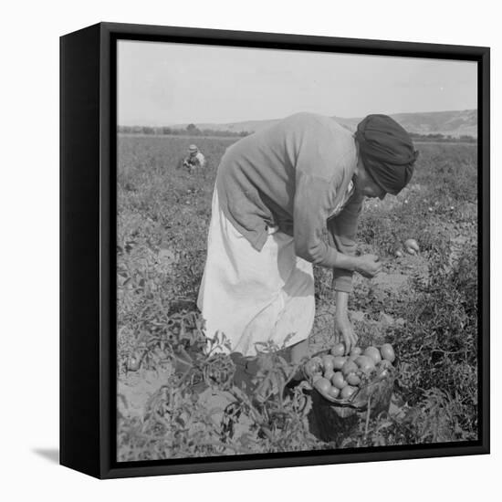 Mexican migrant woman harvesting tomatoes in California, 1938-Dorothea Lange-Framed Premier Image Canvas