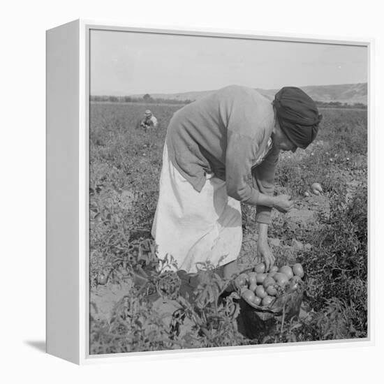 Mexican migrant woman harvesting tomatoes in California, 1938-Dorothea Lange-Framed Premier Image Canvas