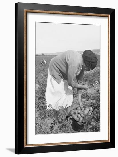 Mexican Migrant Woman Harvesting Tomatoes-Dorothea Lange-Framed Art Print