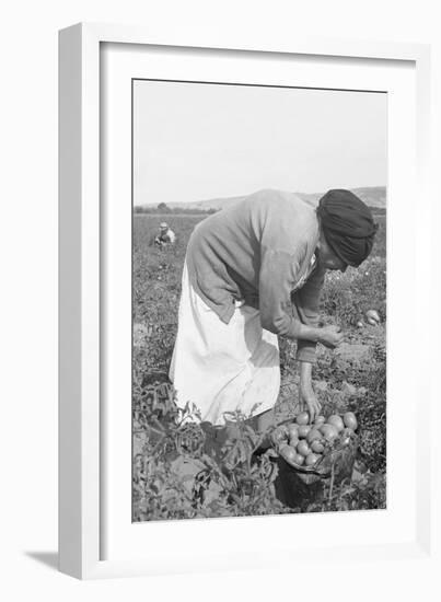 Mexican Migrant Woman Harvesting Tomatoes-Dorothea Lange-Framed Art Print