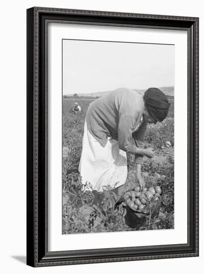 Mexican Migrant Woman Harvesting Tomatoes-Dorothea Lange-Framed Art Print