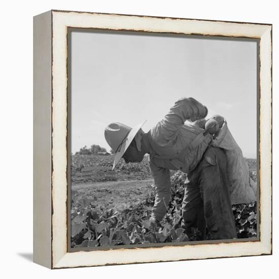 Mexican picking melons in California, 1937-Dorothea Lange-Framed Premier Image Canvas