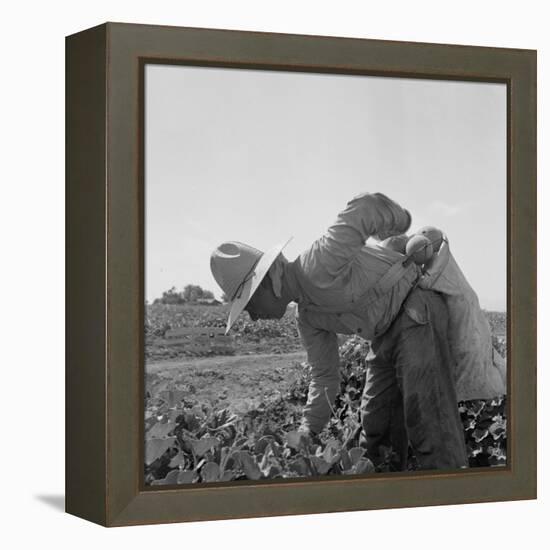 Mexican picking melons in California, 1937-Dorothea Lange-Framed Premier Image Canvas