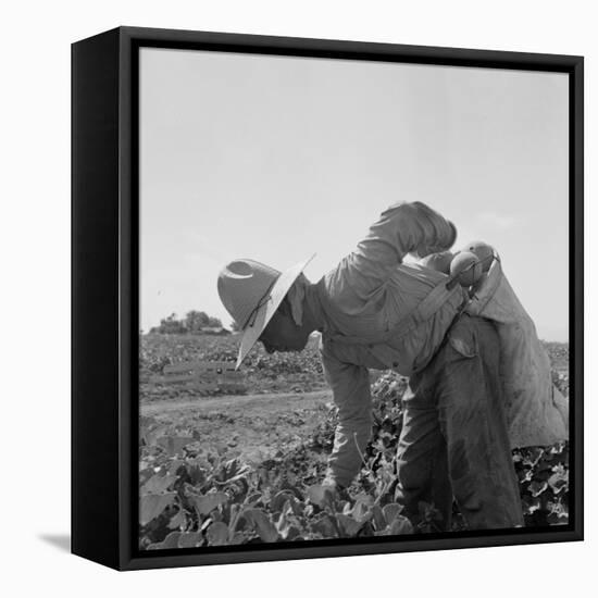 Mexican picking melons in California, 1937-Dorothea Lange-Framed Premier Image Canvas