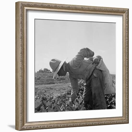 Mexican picking melons in California, 1937-Dorothea Lange-Framed Photographic Print