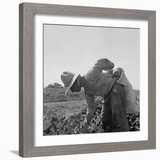 Mexican picking melons in California, 1937-Dorothea Lange-Framed Photographic Print