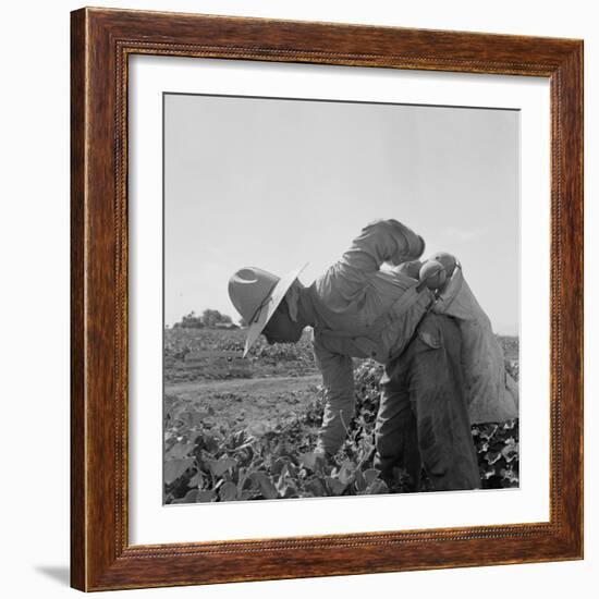 Mexican picking melons in California, 1937-Dorothea Lange-Framed Photographic Print