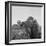 Mexican picking melons in California, 1937-Dorothea Lange-Framed Photographic Print