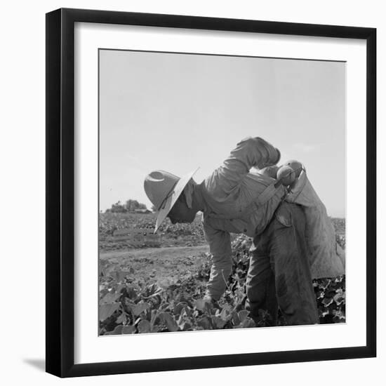 Mexican picking melons in California, 1937-Dorothea Lange-Framed Photographic Print