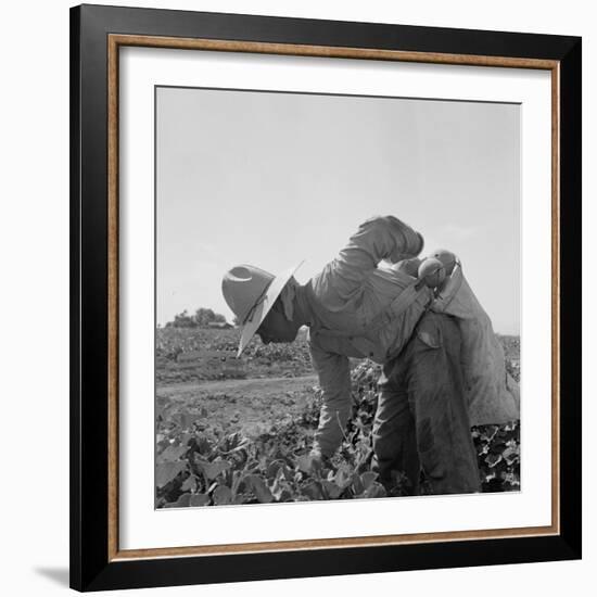 Mexican picking melons in California, 1937-Dorothea Lange-Framed Photographic Print