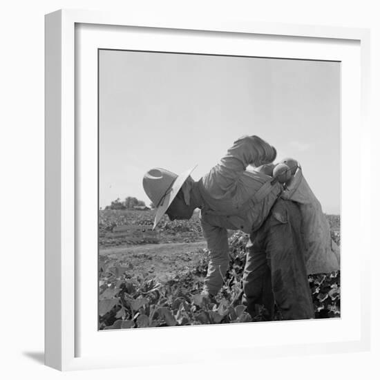 Mexican picking melons in California, 1937-Dorothea Lange-Framed Photographic Print