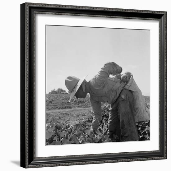 Mexican picking melons in California, 1937-Dorothea Lange-Framed Photographic Print