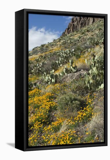 Mexican Poppies and Other Chihuahuan Desert Plants in the Little Florida Mountains, New Mexico-null-Framed Premier Image Canvas
