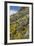 Mexican Poppies and Other Chihuahuan Desert Plants in the Little Florida Mountains, New Mexico-null-Framed Photographic Print