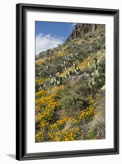 Mexican Poppies and Other Chihuahuan Desert Plants in the Little Florida Mountains, New Mexico--Framed Photographic Print