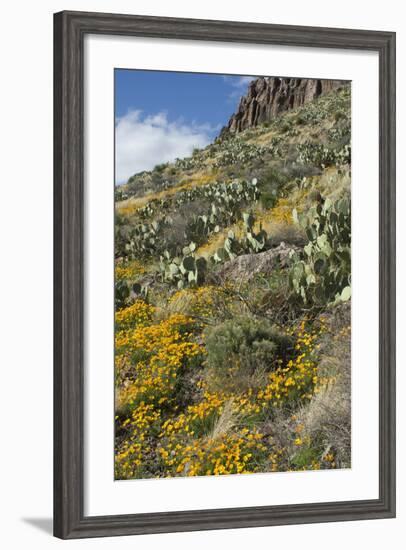 Mexican Poppies and Other Chihuahuan Desert Plants in the Little Florida Mountains, New Mexico-null-Framed Photographic Print