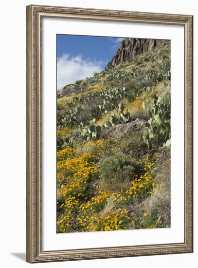 Mexican Poppies and Other Chihuahuan Desert Plants in the Little Florida Mountains, New Mexico-null-Framed Photographic Print