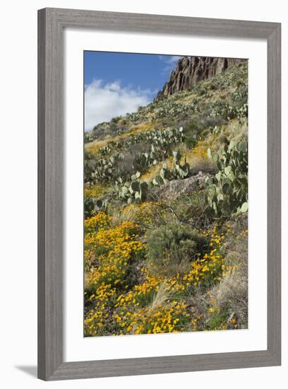 Mexican Poppies and Other Chihuahuan Desert Plants in the Little Florida Mountains, New Mexico-null-Framed Photographic Print