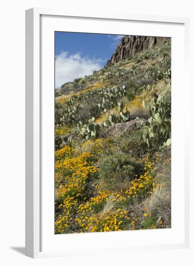 Mexican Poppies and Other Chihuahuan Desert Plants in the Little Florida Mountains, New Mexico--Framed Photographic Print