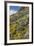 Mexican Poppies and Other Chihuahuan Desert Plants in the Little Florida Mountains, New Mexico-null-Framed Photographic Print