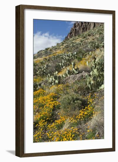 Mexican Poppies and Other Chihuahuan Desert Plants in the Little Florida Mountains, New Mexico-null-Framed Photographic Print