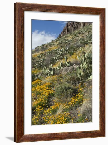 Mexican Poppies and Other Chihuahuan Desert Plants in the Little Florida Mountains, New Mexico-null-Framed Photographic Print