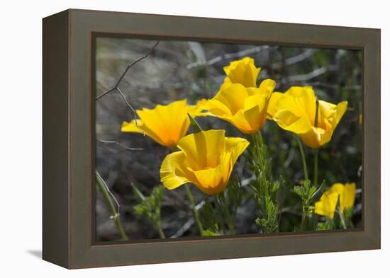 Mexican Poppies Blooming in the Little Florida Mountains, New Mexico-null-Framed Premier Image Canvas