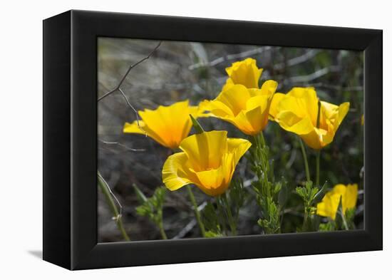 Mexican Poppies Blooming in the Little Florida Mountains, New Mexico-null-Framed Premier Image Canvas