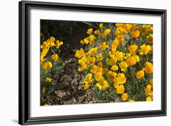 Mexican Poppies Blooming in the Little Florida Mountains, New Mexico-null-Framed Photographic Print