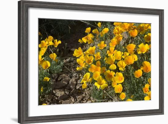 Mexican Poppies Blooming in the Little Florida Mountains, New Mexico-null-Framed Photographic Print