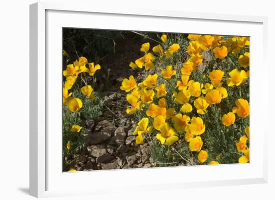 Mexican Poppies Blooming in the Little Florida Mountains, New Mexico-null-Framed Photographic Print