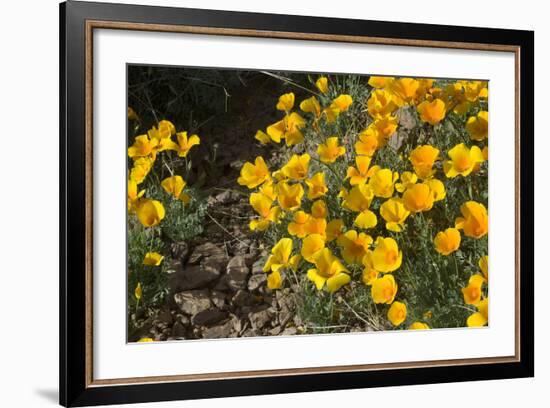 Mexican Poppies Blooming in the Little Florida Mountains, New Mexico-null-Framed Photographic Print