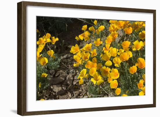 Mexican Poppies Blooming in the Little Florida Mountains, New Mexico-null-Framed Photographic Print