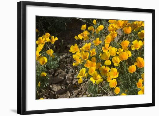 Mexican Poppies Blooming in the Little Florida Mountains, New Mexico-null-Framed Photographic Print