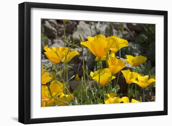 Mexican Poppies Blooming in the Little Florida Mountains, New Mexico-null-Framed Photographic Print