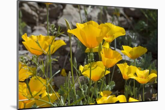 Mexican Poppies Blooming in the Little Florida Mountains, New Mexico-null-Mounted Photographic Print