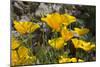 Mexican Poppies Blooming in the Little Florida Mountains, New Mexico-null-Mounted Photographic Print